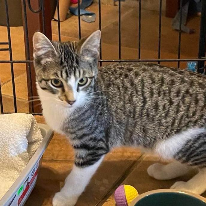 Enlarge French Fry, a Adopted Domestic Short Hair in Vacaville, CA image 2/4