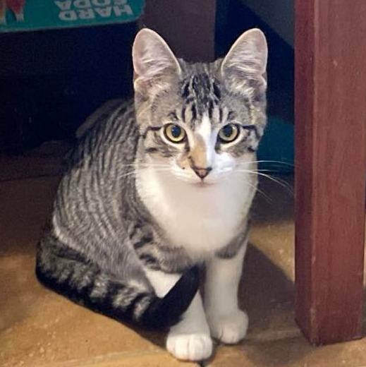 Enlarge French Fry, a Adopted Domestic Short Hair in Vacaville, CA image 3/4