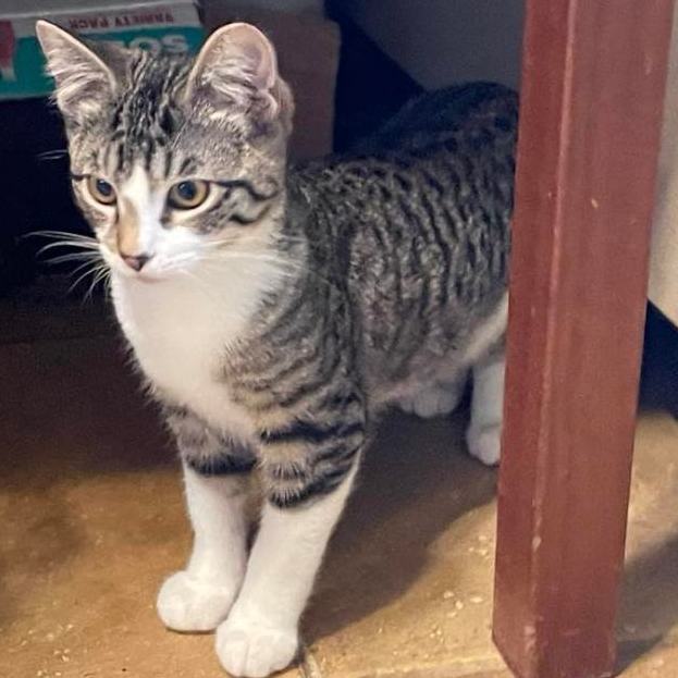 Enlarge French Fry, a Adopted Domestic Short Hair in Vacaville, CA image 4/4