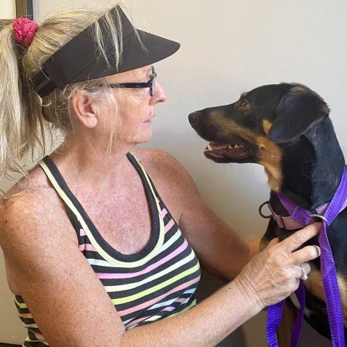 Rocky, Adoptable, Young Male Hound & Terrier.