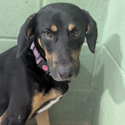 Enlarge Rocky, a Adoptable mixed breed in Leesburg, AL image 2/6