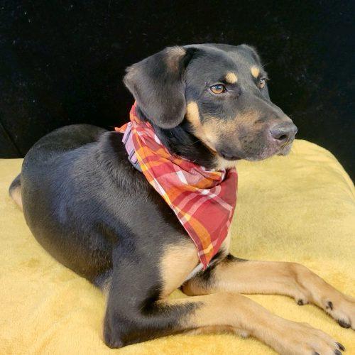 Enlarge Rocky, a Adoptable mixed breed in Leesburg, AL image 3/6