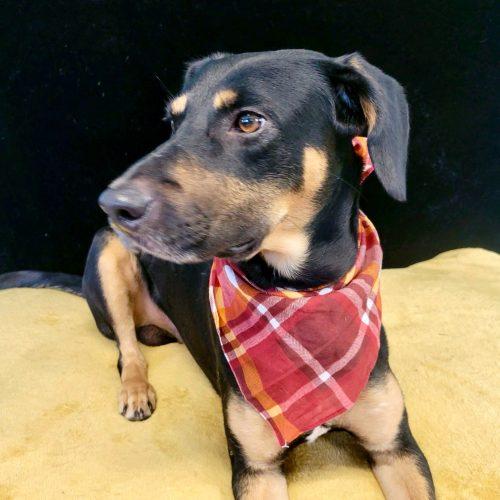 Enlarge Rocky, a Adoptable mixed breed in Leesburg, AL image 4/6
