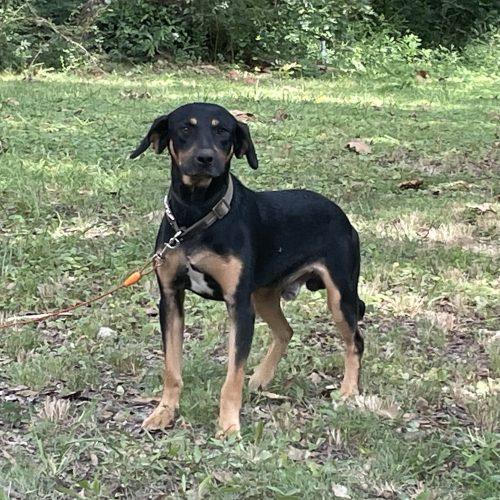 Enlarge Rocky, a Adoptable mixed breed in Leesburg, AL image 5/6