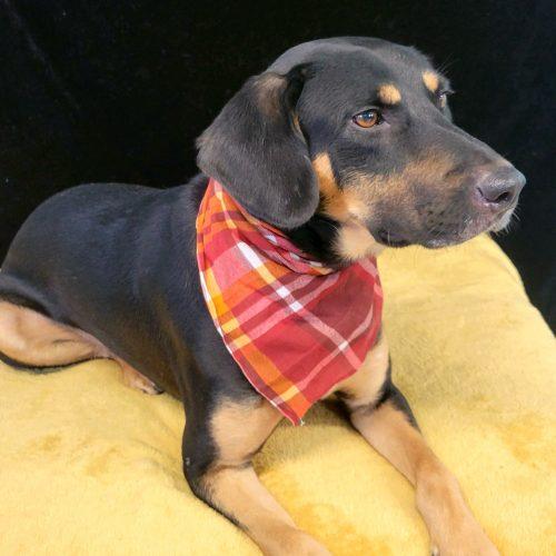 Enlarge Rocky, a Adoptable mixed breed in Leesburg, AL image 6/6