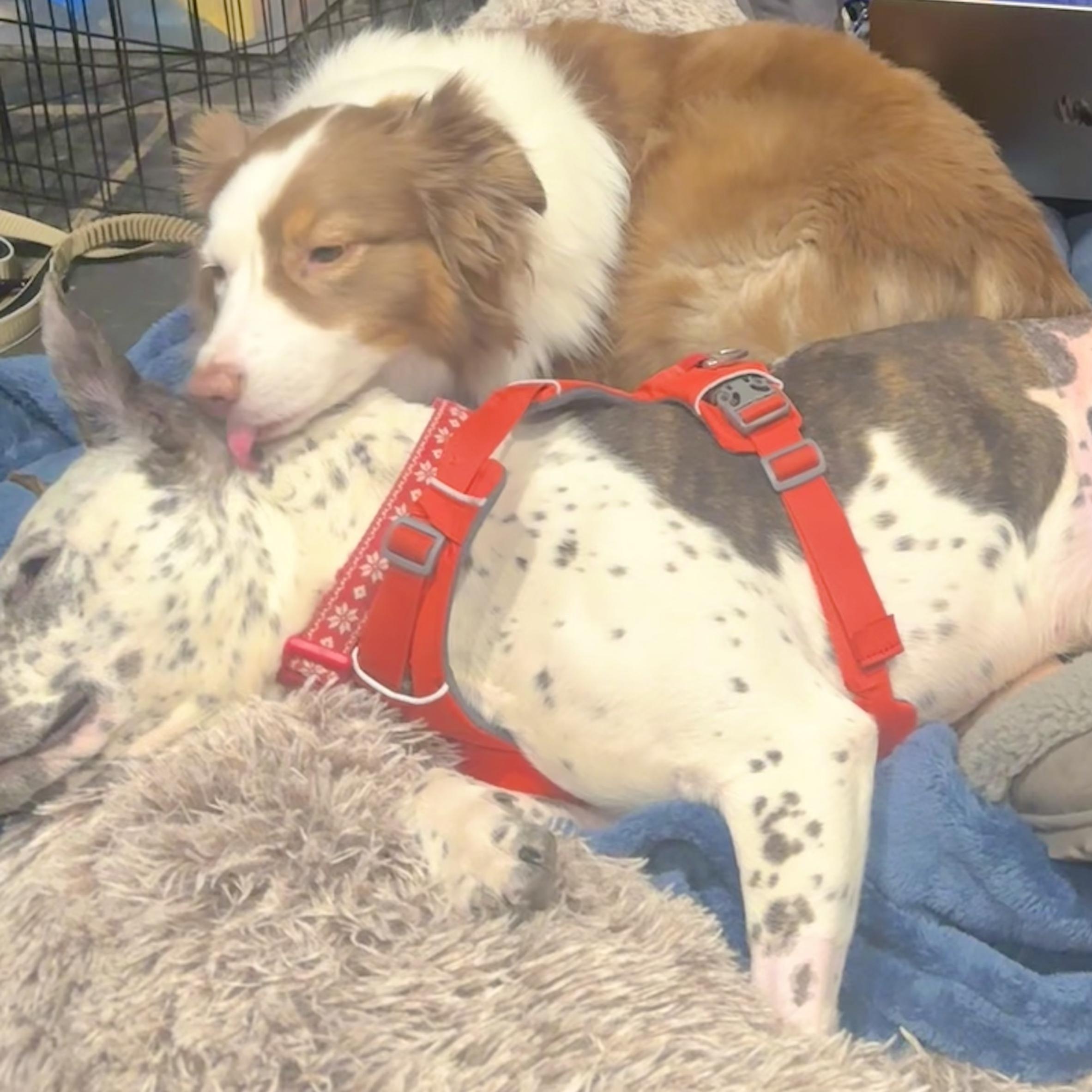 Enlarge Poe, an adopted mixed breed in Ellicott City, MD image 3/5