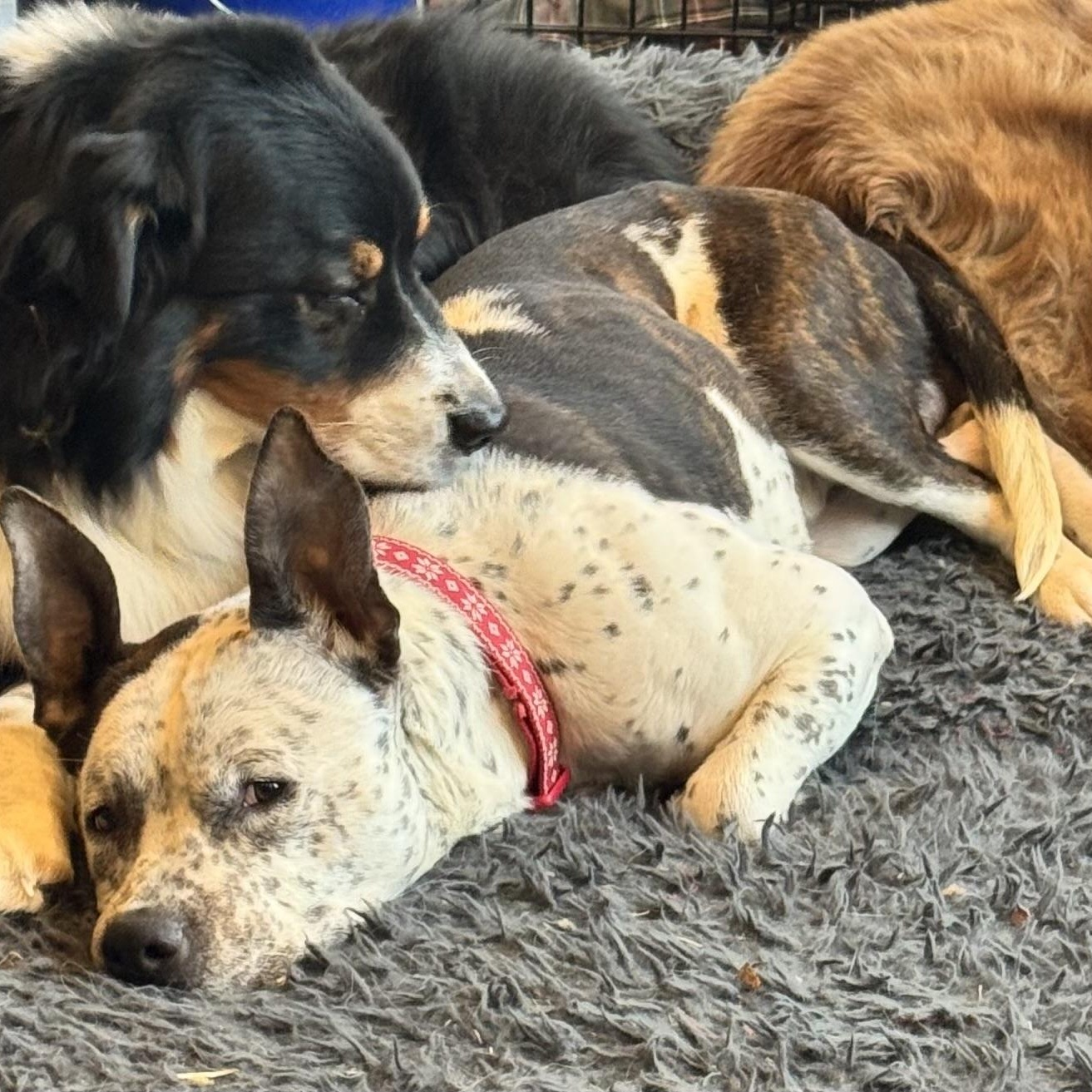 Enlarge Poe, an adopted mixed breed in Ellicott City, MD image 2/5