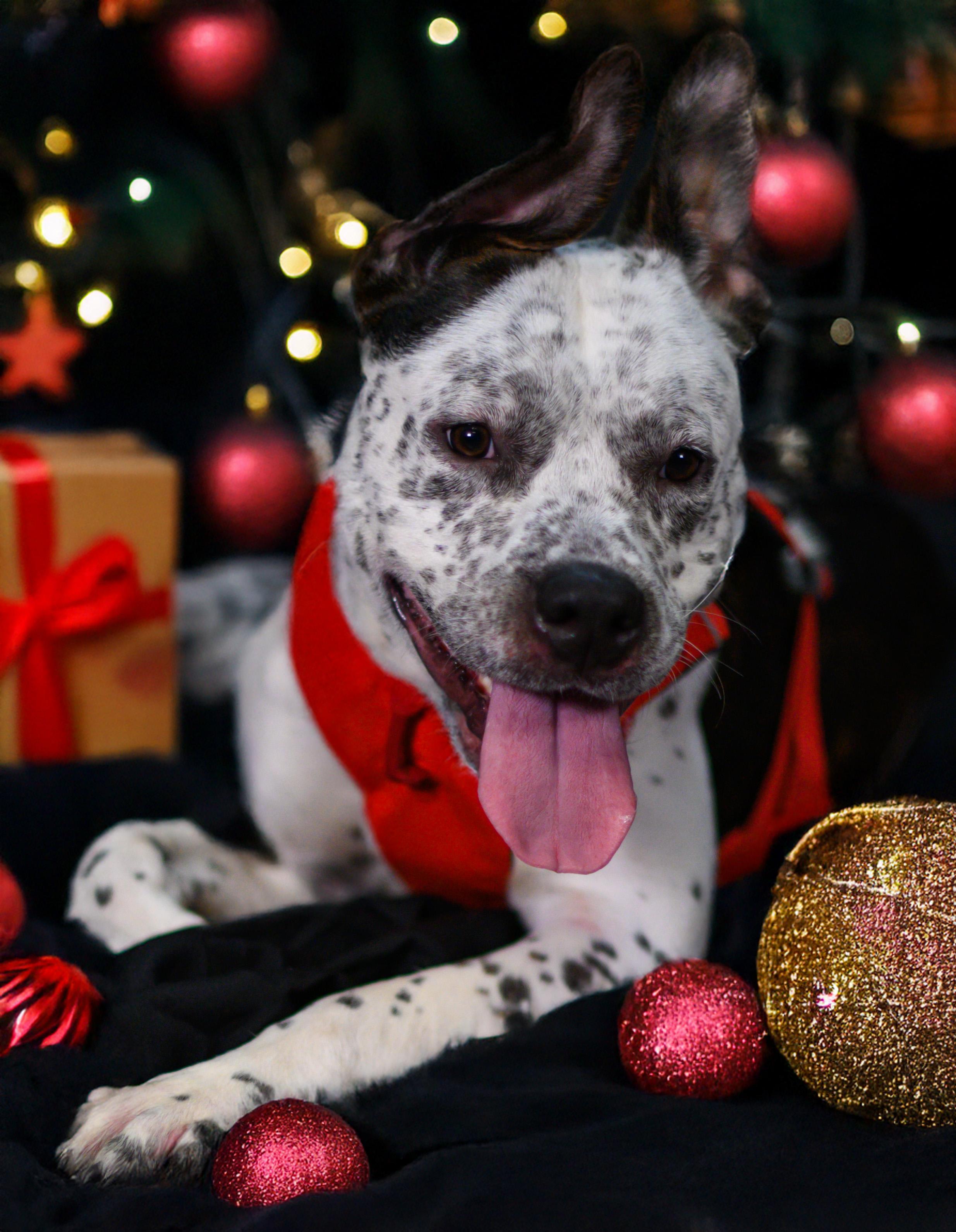 Enlarge Poe, a ADOPTABLE Mixed Breed in Ellicott City, MD image 2/2