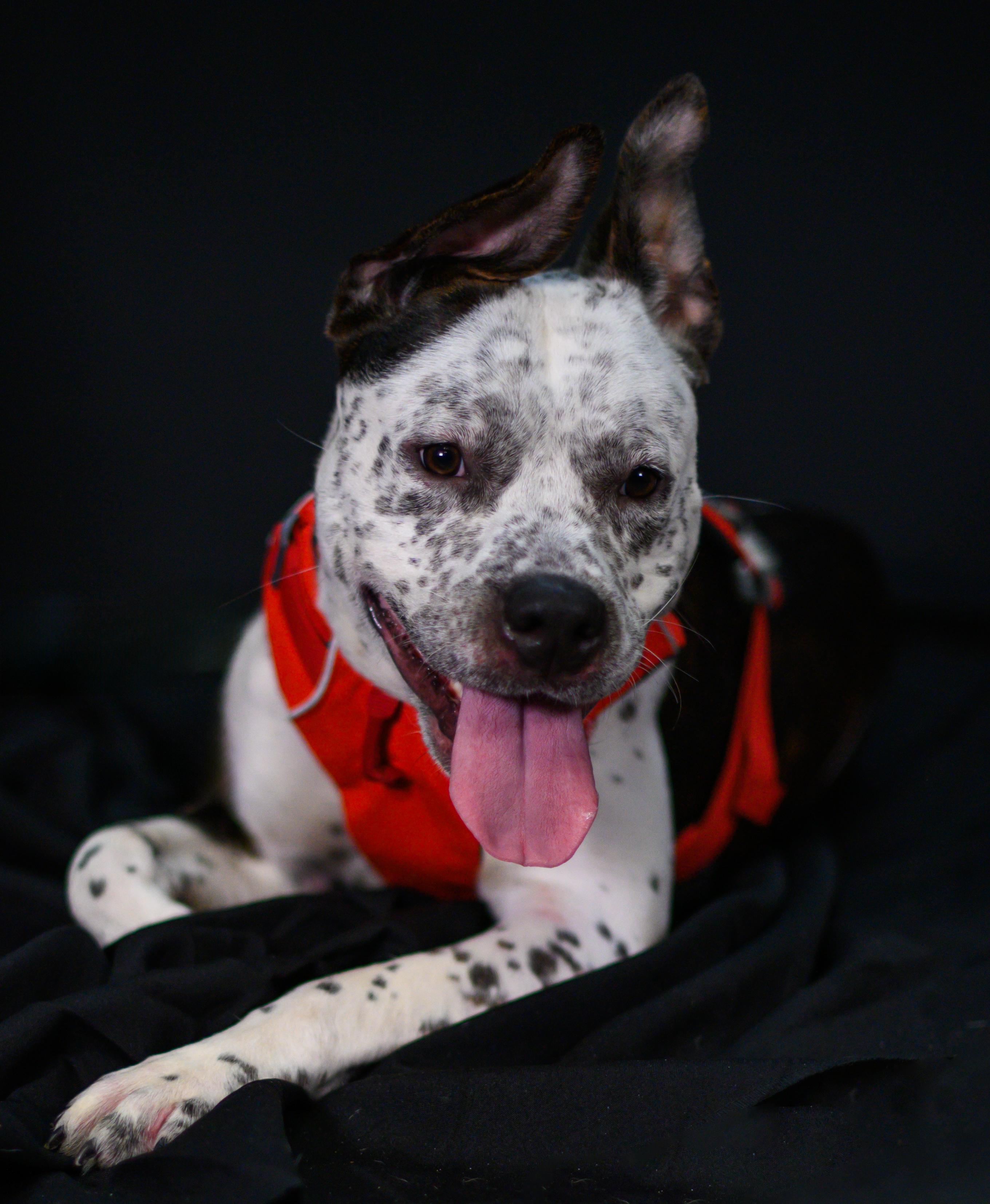 Enlarge Poe, a ADOPTABLE Mixed Breed in Ellicott City, MD image 1/2