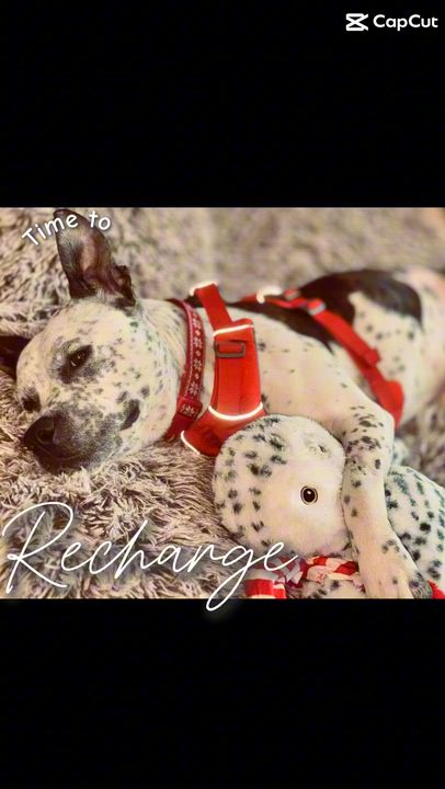 Enlarge Poe, an adopted mixed breed in Ellicott City, MD video 5/5