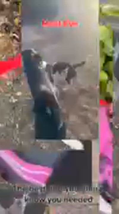 Enlarge Poe, an adopted mixed breed in Ellicott City, MD video 4/5