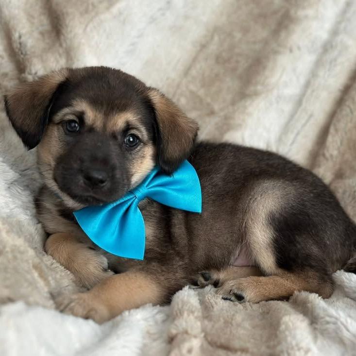 Billy, a Adoptable mixed breed in Baton Rouge, LA image 1/3