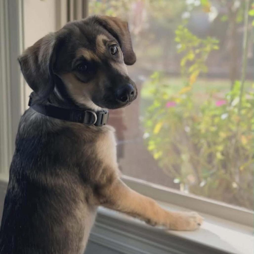 Billy, Adoptable, Puppy Male Spaniel & Mixed Breed.