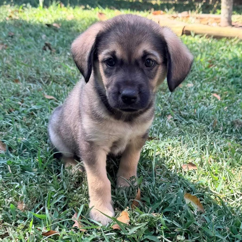 Billy, a Adoptable mixed breed in Baton Rouge, LA image 2/3