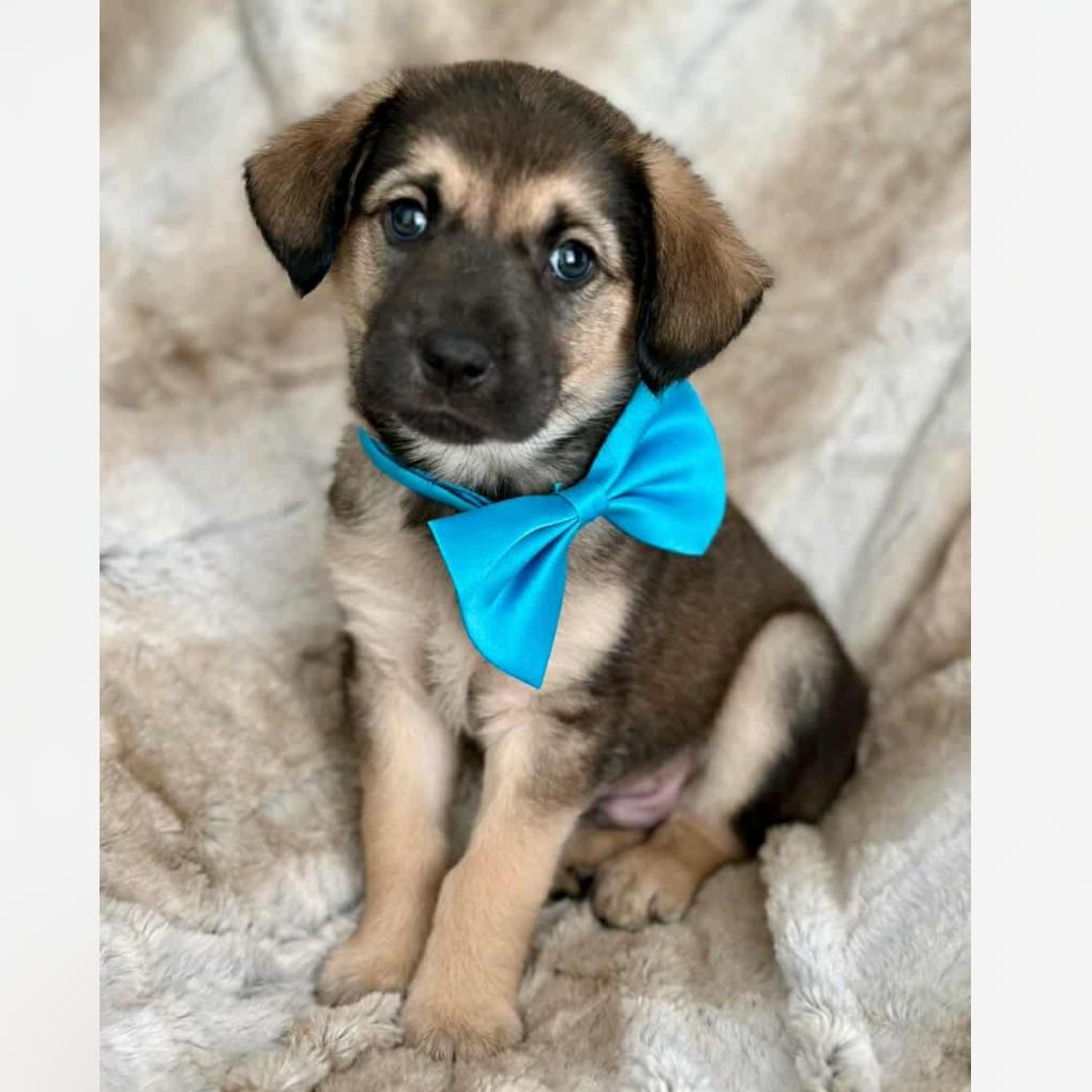 Billy, a Adoptable mixed breed in Baton Rouge, LA image 3/3