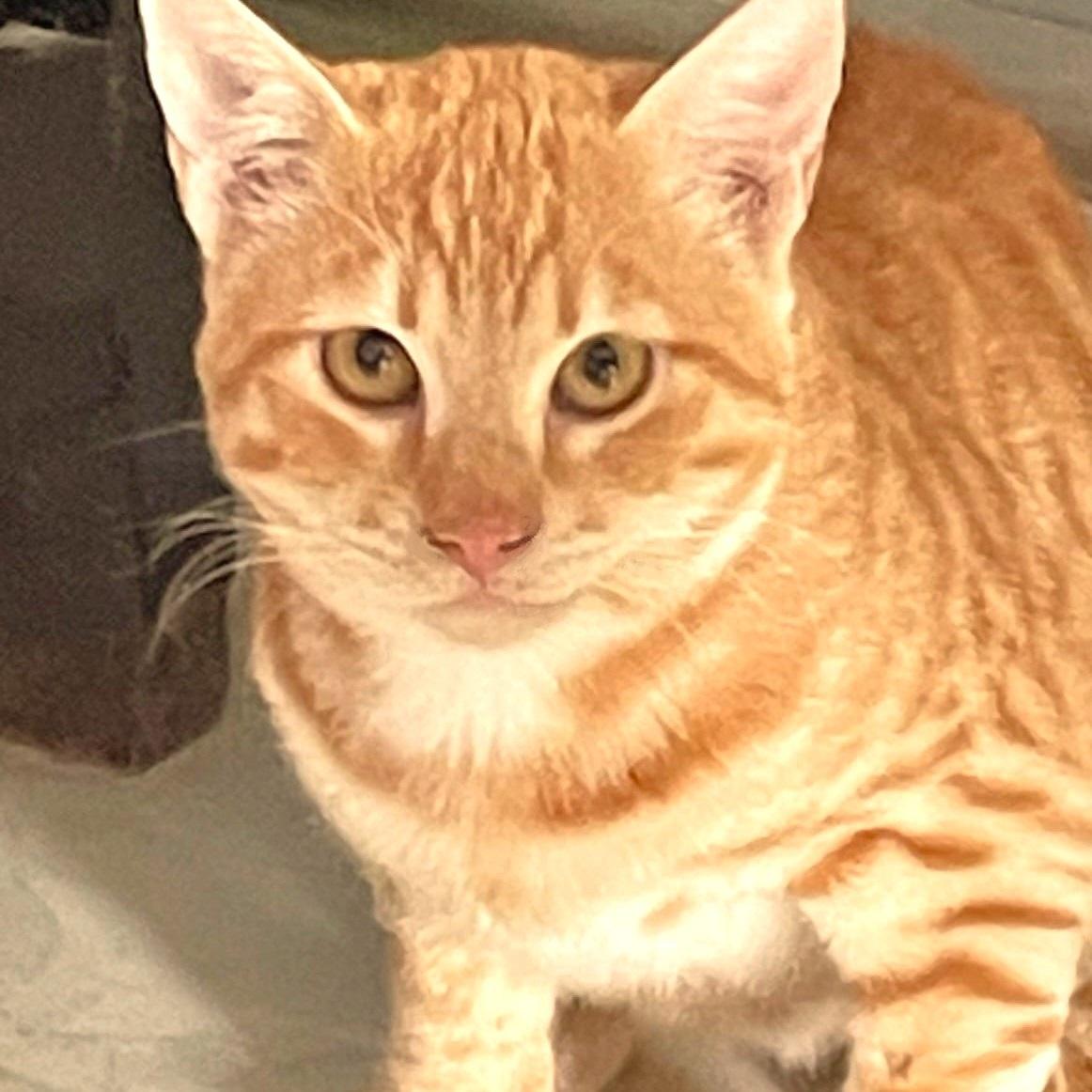 Filly and Billy Wonder Bros. - bonded brothers, Adoptable, Young Male Egyptian Mau.