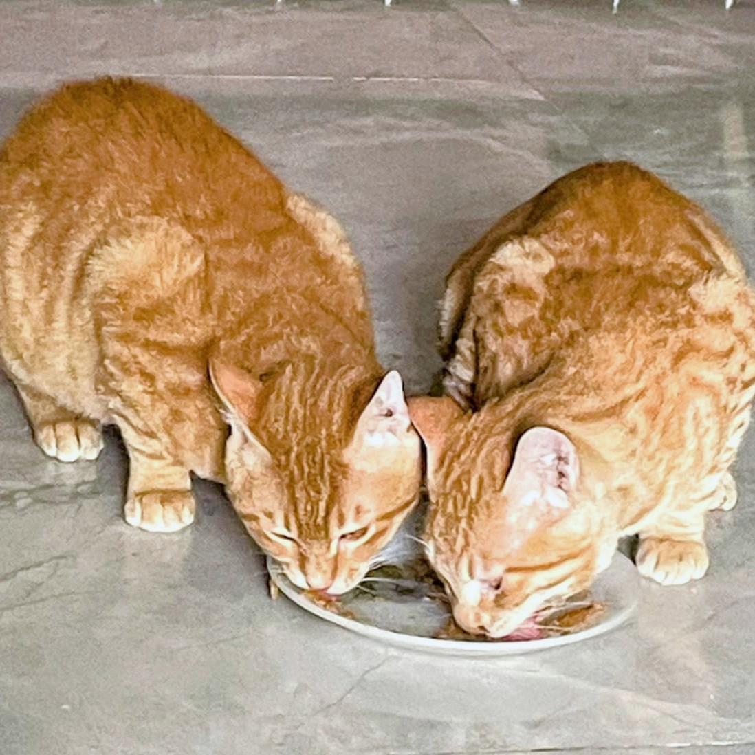 Filly and Billy Wonder Bros. - bonded brothers