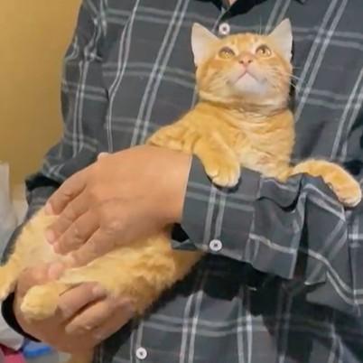 Filly and Billy Wonder Bros. - bonded brothers, a Adoptable Egyptian Mau in Mississauga, ON image 5/6