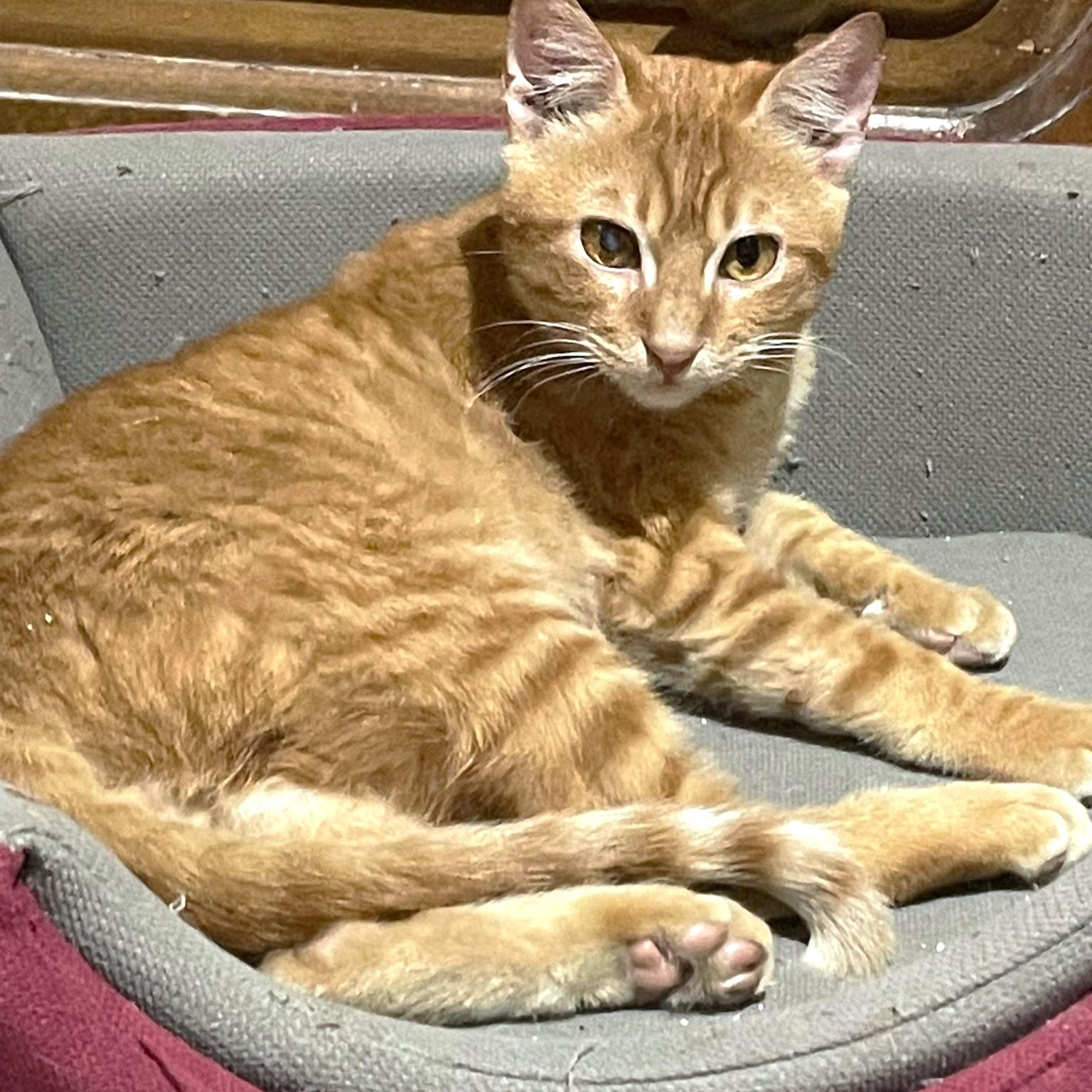 Filly and Billy Wonder Bros. - foster urgently needed for these bonded brothers, Adoptable, Young Male Egyptian Mau.