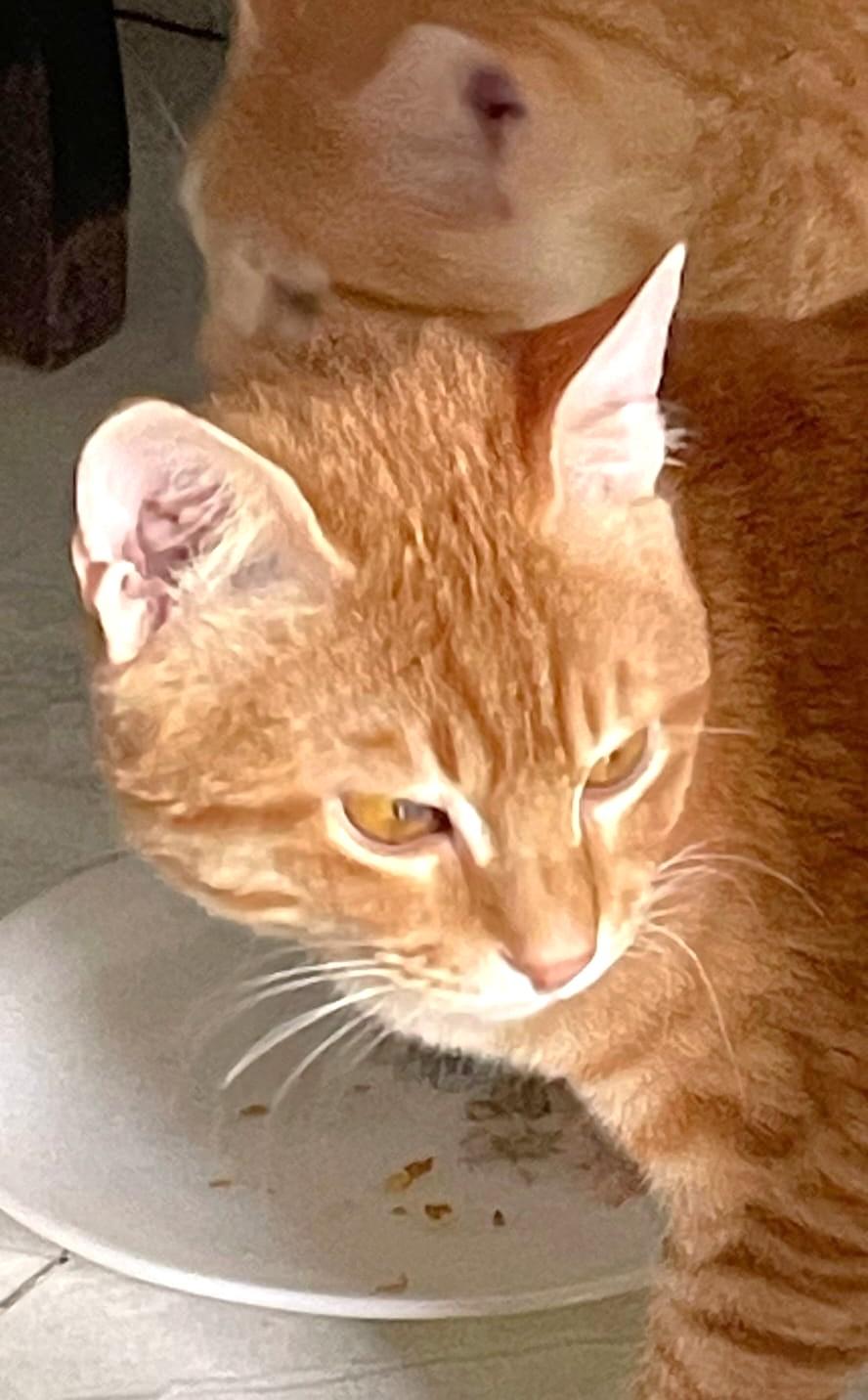 Filly and Billy Wonder Bros. - bonded brothers, a Adoptable Egyptian Mau in Mississauga, ON image 6/6