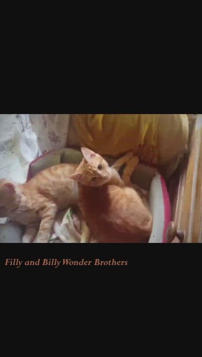 Enlarge Filly and Billy Wonder Bros. - bonded brothers, a Adoptable Egyptian Mau in Mississauga, ON video 2/6