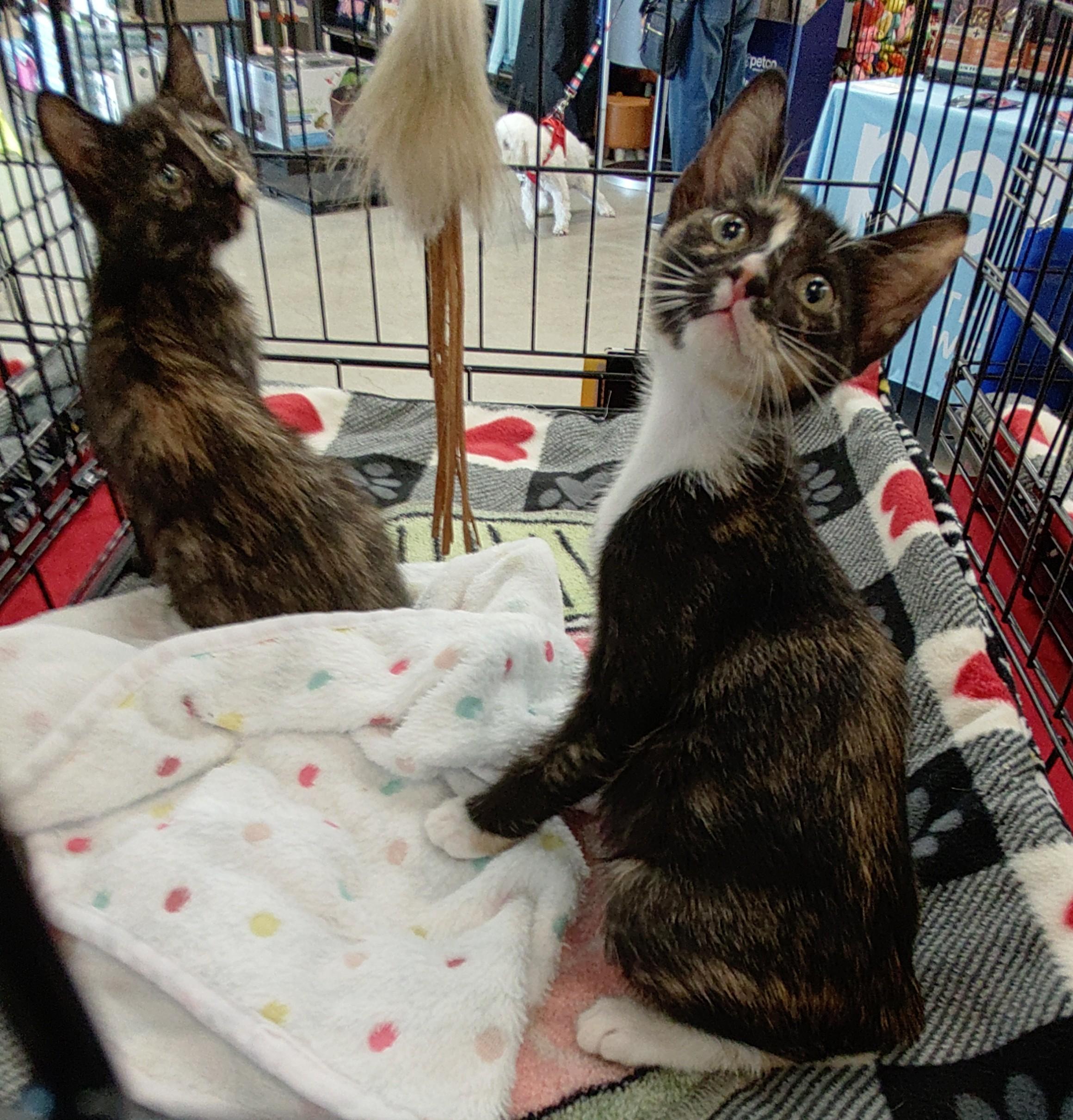Toffee (Caramel2 Litter), an adopted mixed breed in Baltimore, MD image 3/3