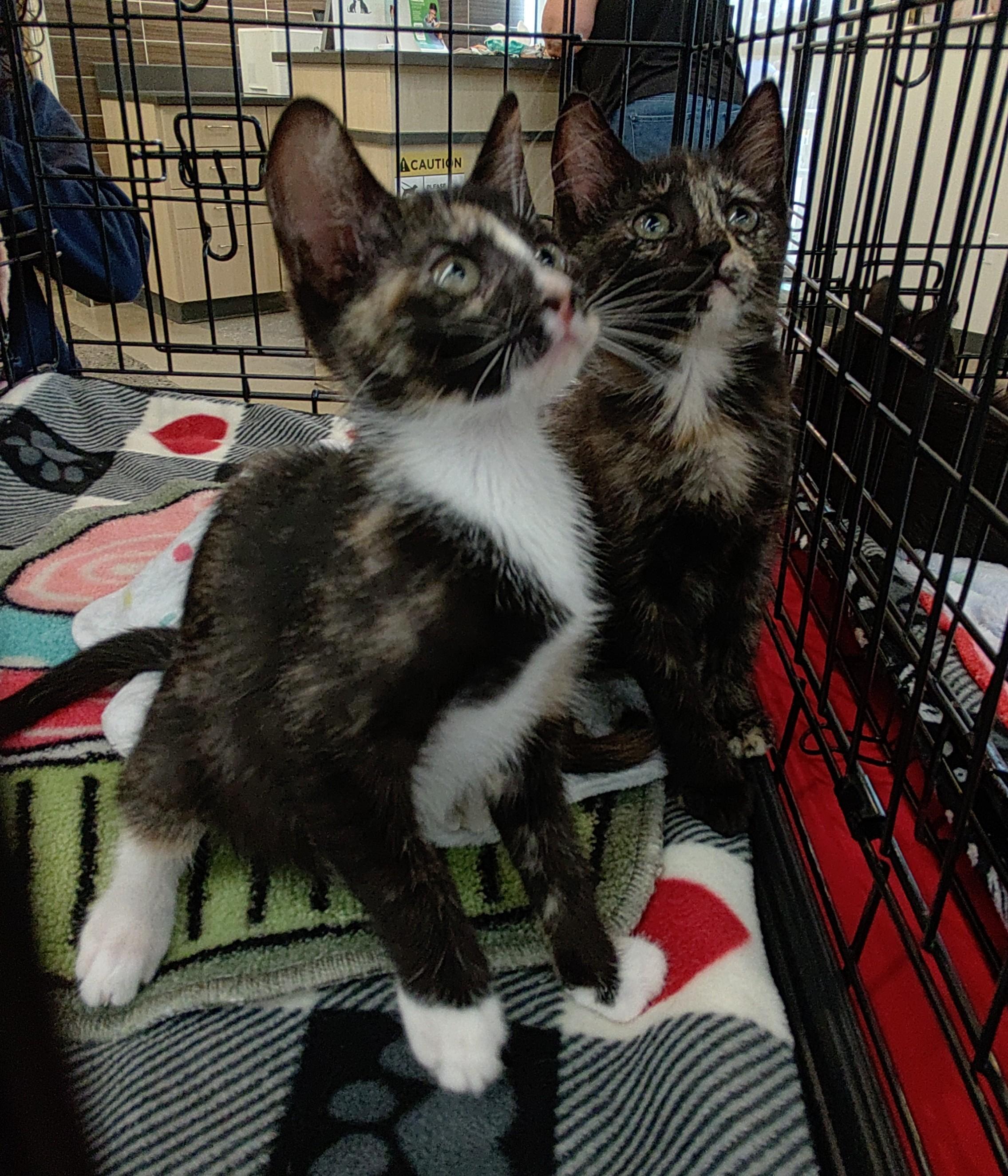 Toffee (Caramel2 Litter), an adopted mixed breed in Baltimore, MD image 2/3