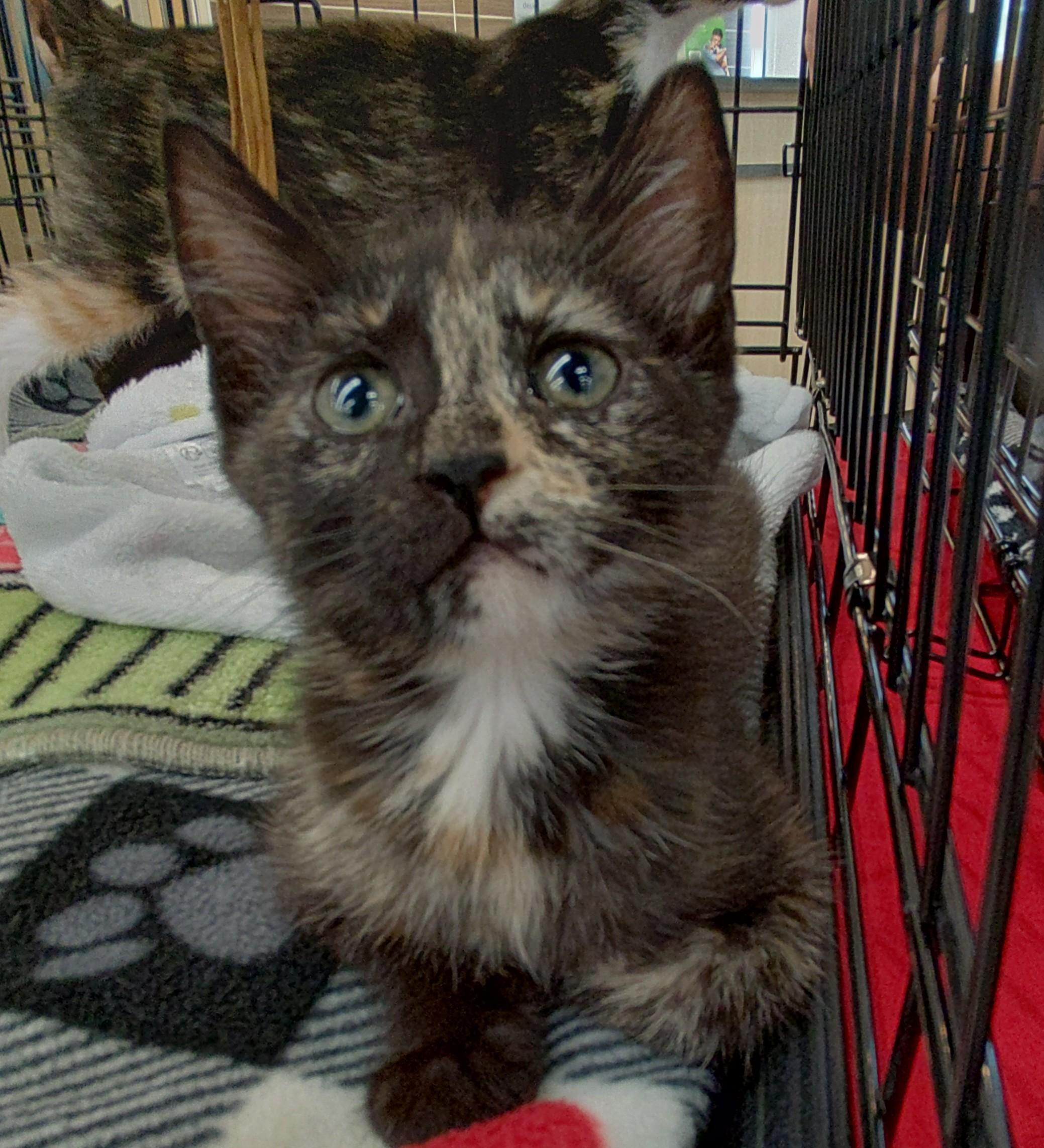 Toffee (Caramel2 Litter), adopted, Young Female Domestic Short Hair & Tortoiseshell.