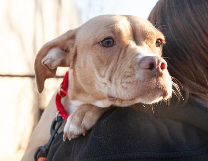 Ella — thumbnail 2