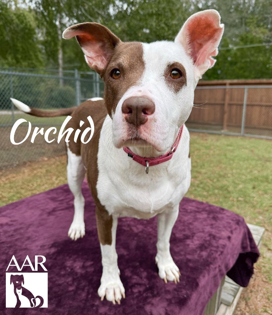 Orchid, Adoptable, Adult Female Staffordshire Bull Terrier.