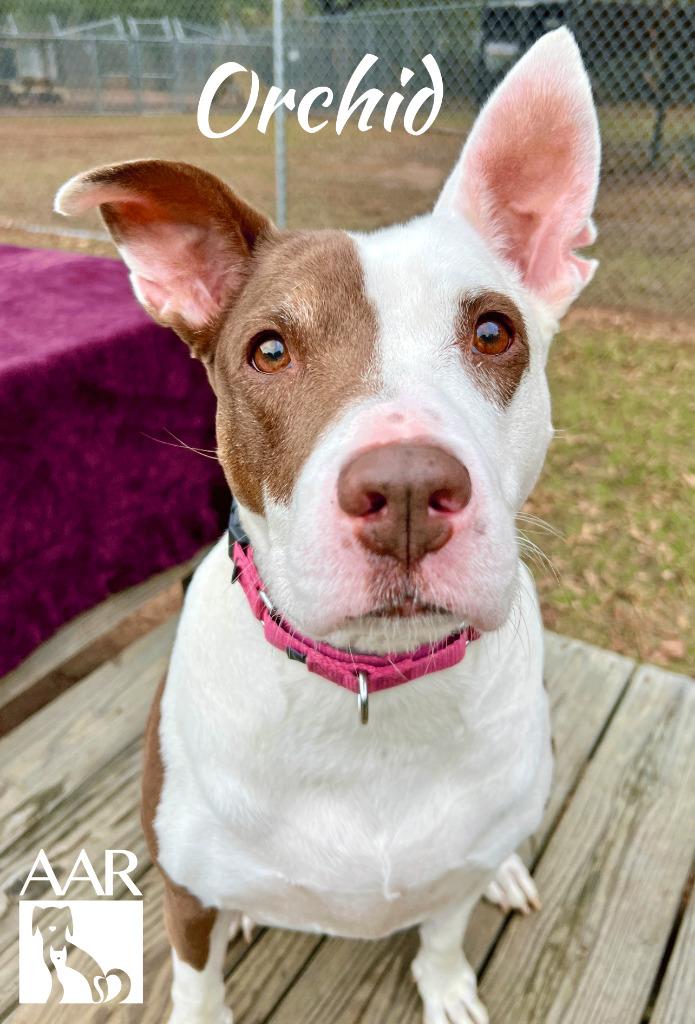 Orchid, a Adoptable mixed breed in Magnolia, TX image 5/6