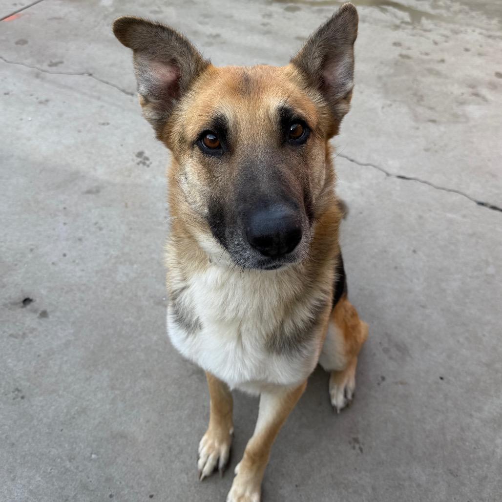 Enlarge Meeko, a Adoptable German Shepherd Dog in Durango, CO image 1/6
