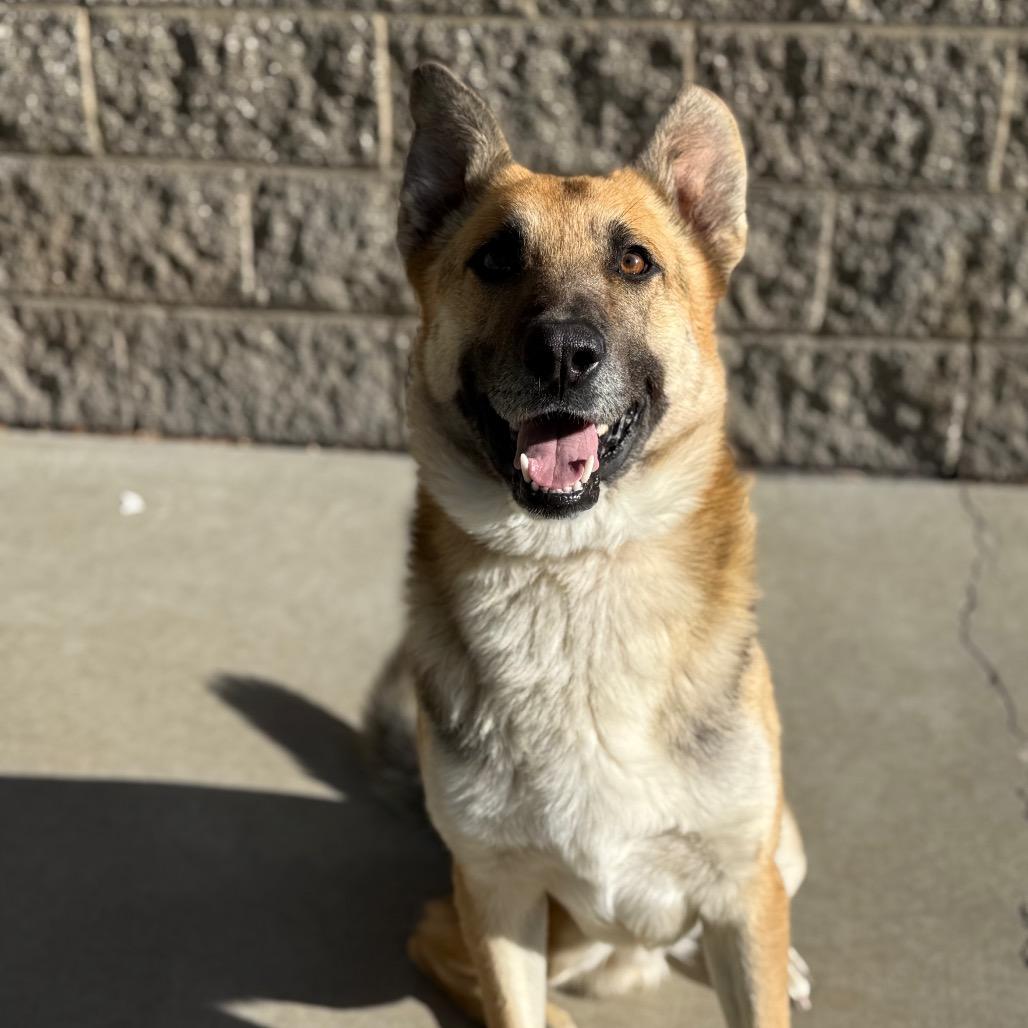 Enlarge Meeko, a Adoptable German Shepherd Dog in Durango, CO image 2/6