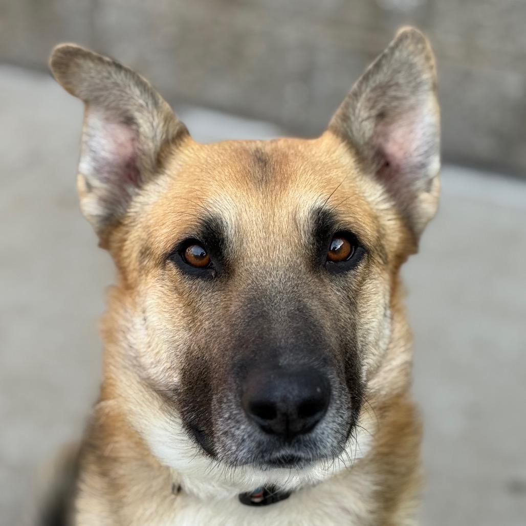 Enlarge Meeko, a Adoptable German Shepherd Dog in Durango, CO image 4/6