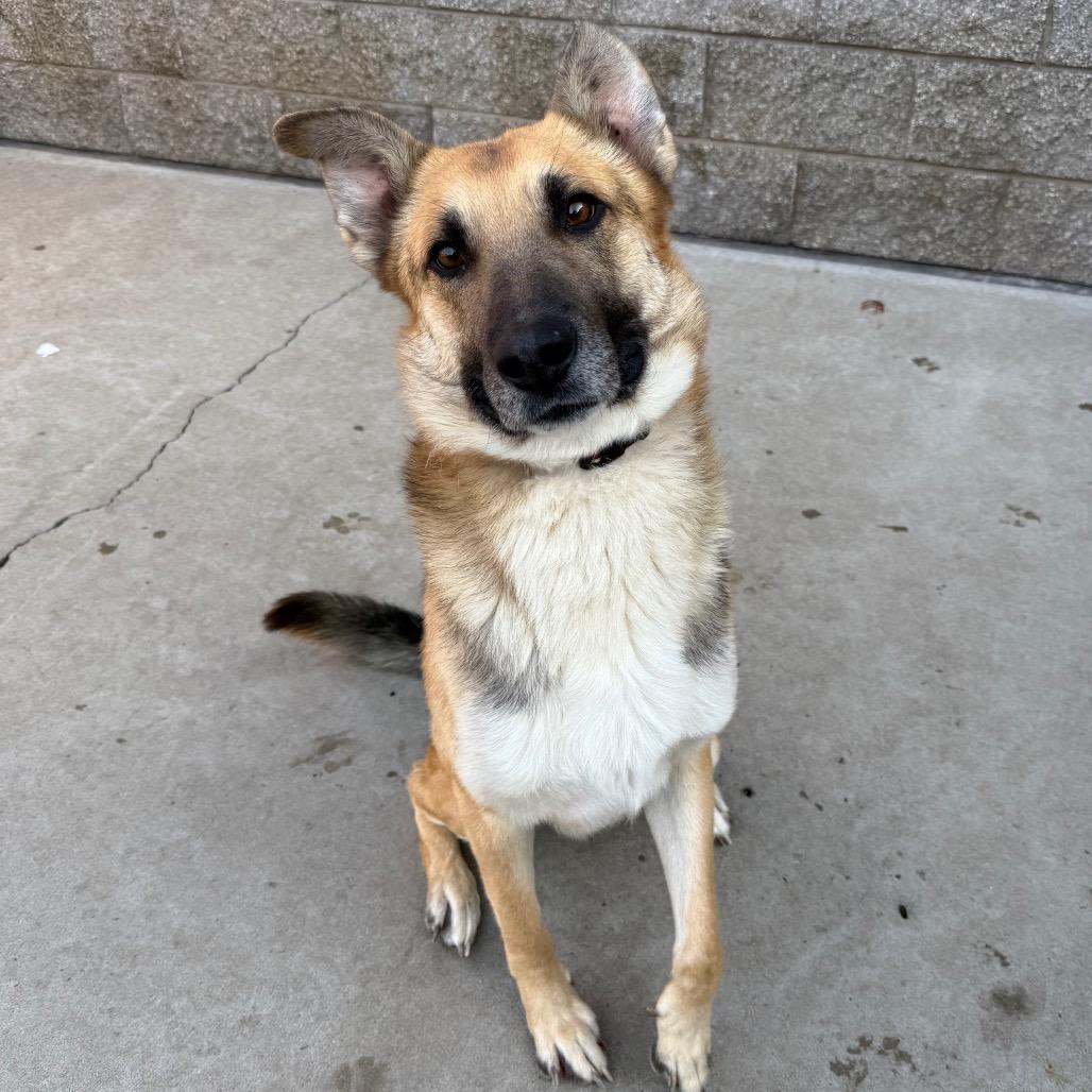 Enlarge Meeko, a Adoptable German Shepherd Dog in Durango, CO image 5/6