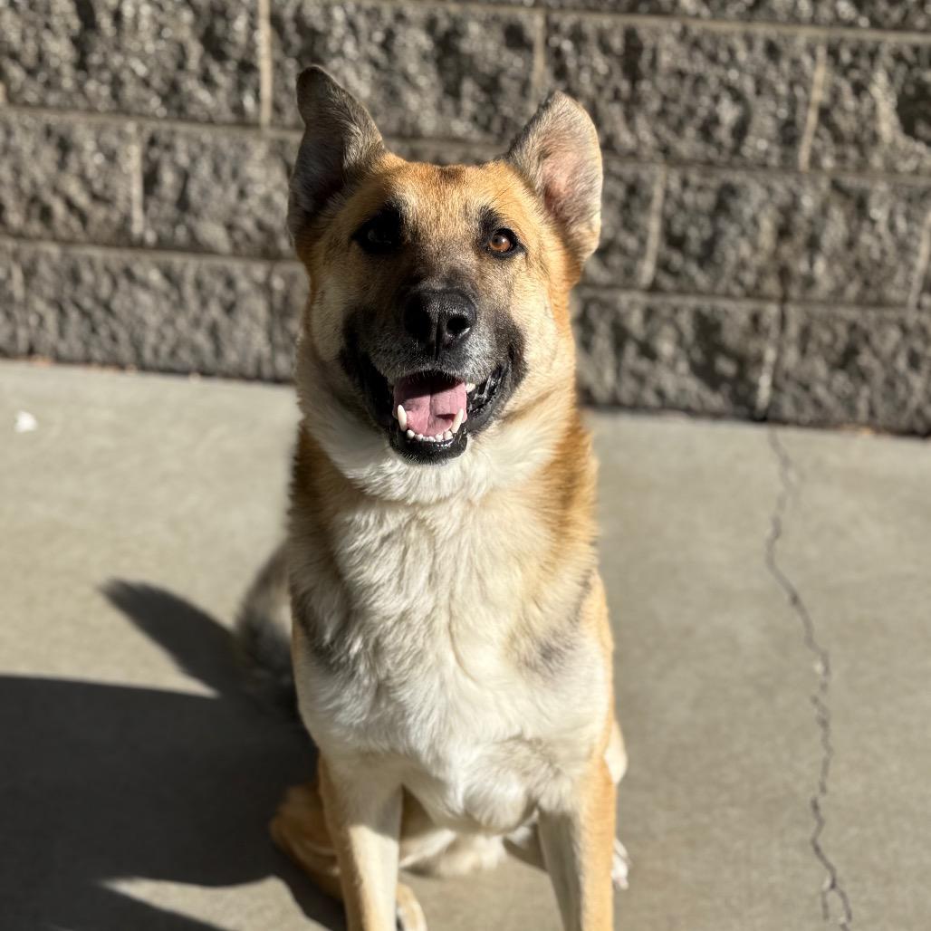 Enlarge Meeko, a Adoptable German Shepherd Dog in Durango, CO image 6/6