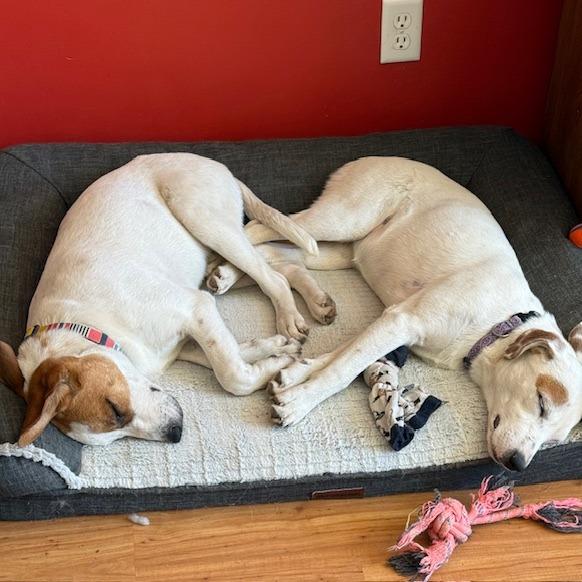 Breezy, a Adoptable mixed breed in Chaska, MN image 1/3