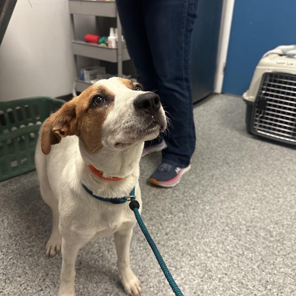 Breezy, a Adoptable mixed breed in Chaska, MN image 2/3