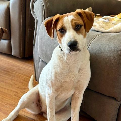 Breezy, a Adoptable mixed breed in Chaska, MN image 3/3