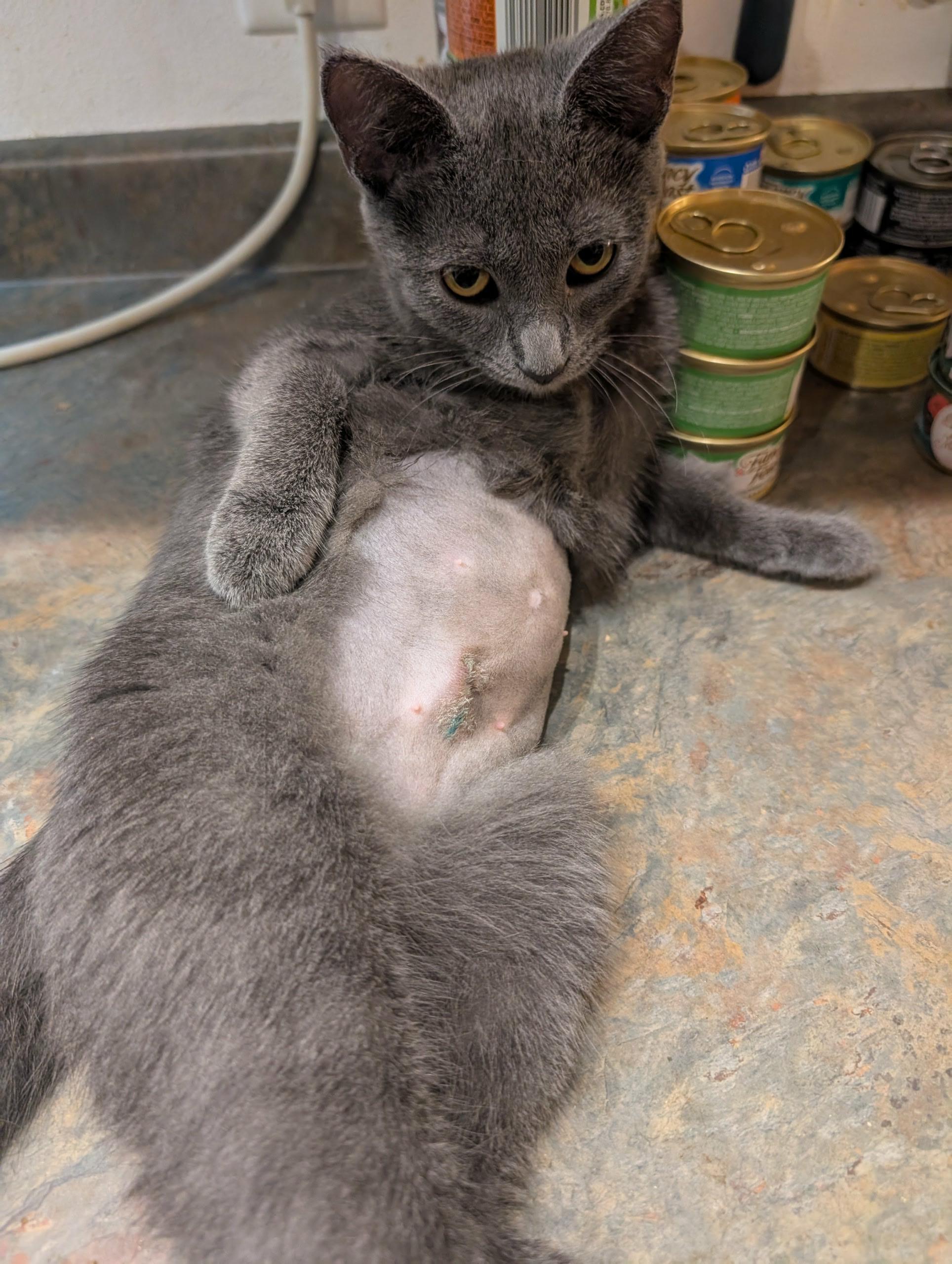 Kenna, a Adoptable Domestic Short Hair in Janesville, WI image 2/2