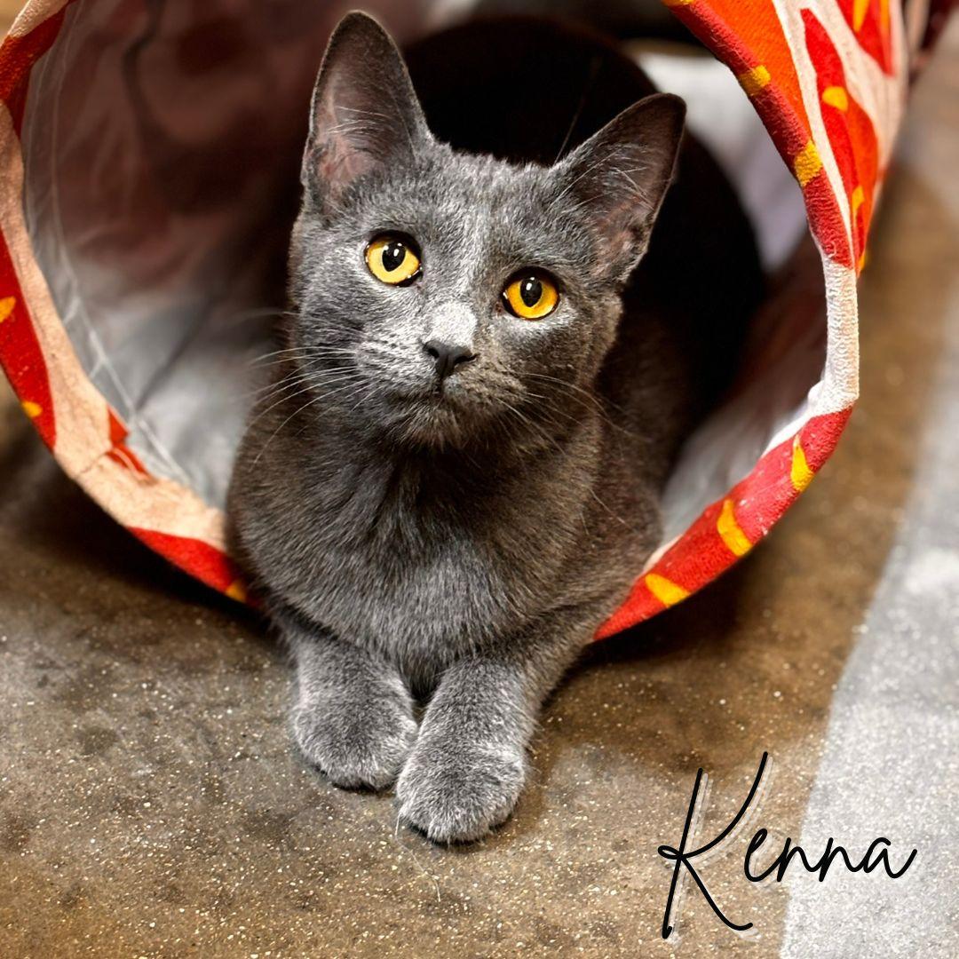 Kenna, a Adoptable Domestic Short Hair in Janesville, WI image 1/2