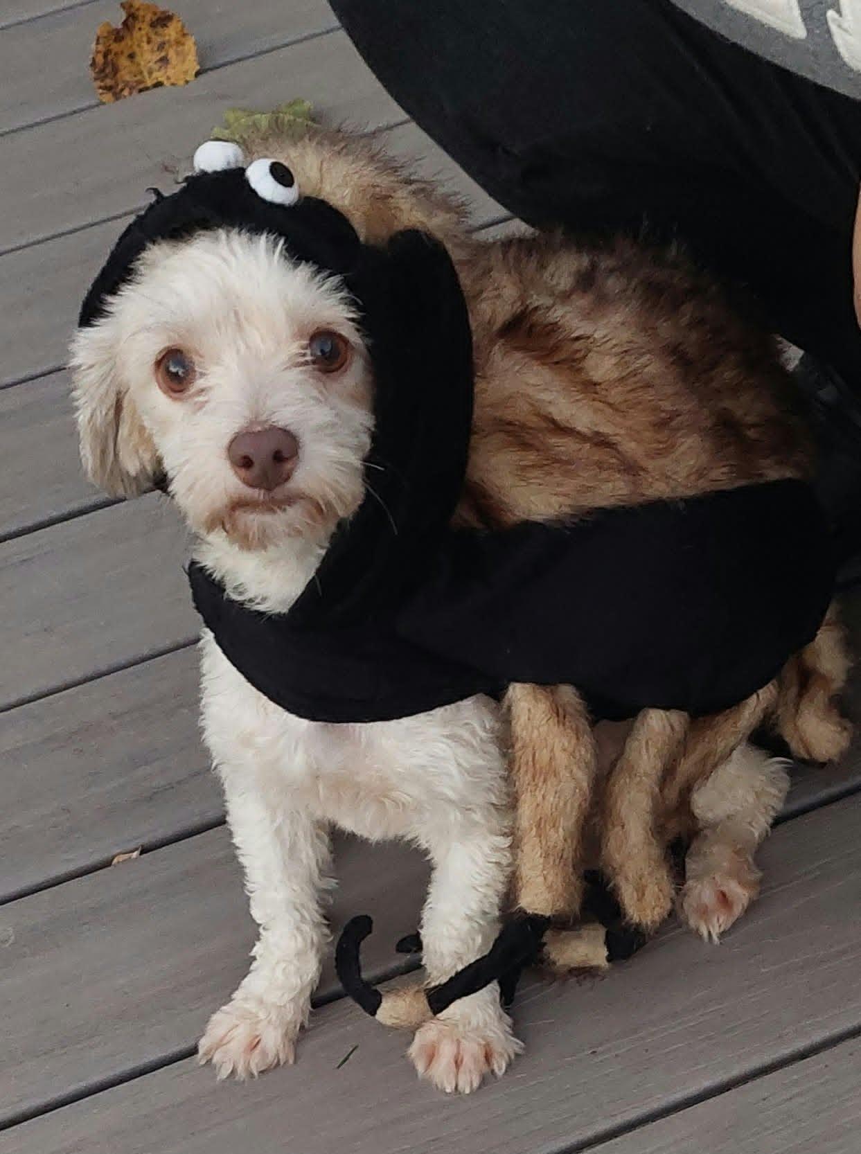 Enlarge Velcro, a Adoptable Havanese in Conesus, NY image 3/5