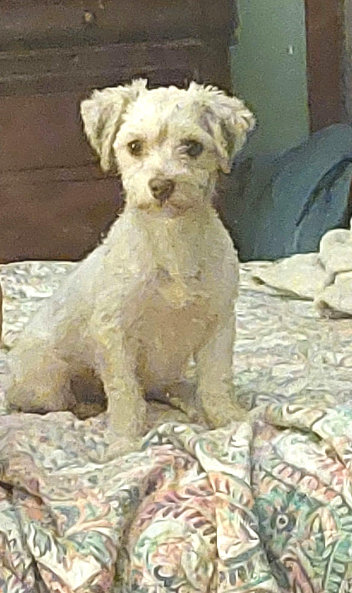 Enlarge Velcro, a Adoptable Havanese in Conesus, NY image 4/5