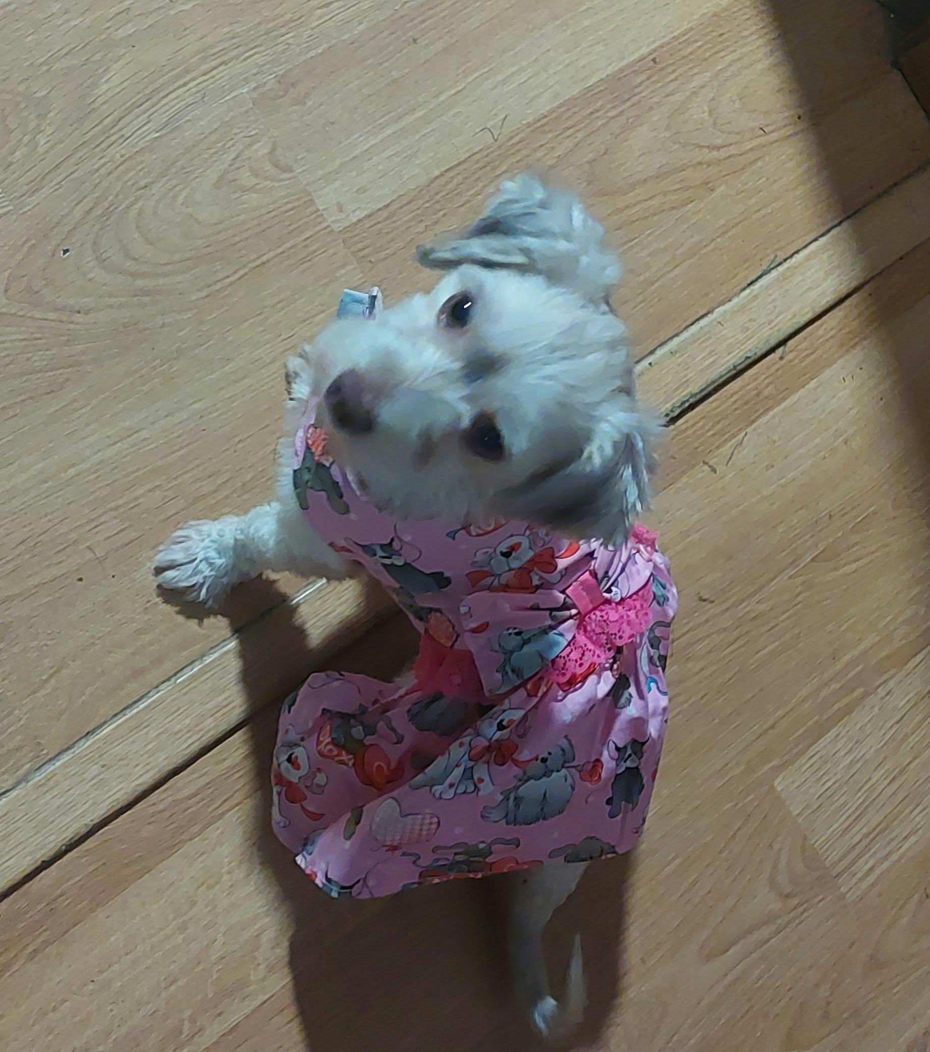 Enlarge Velcro, a Adoptable Havanese in Conesus, NY image 2/5