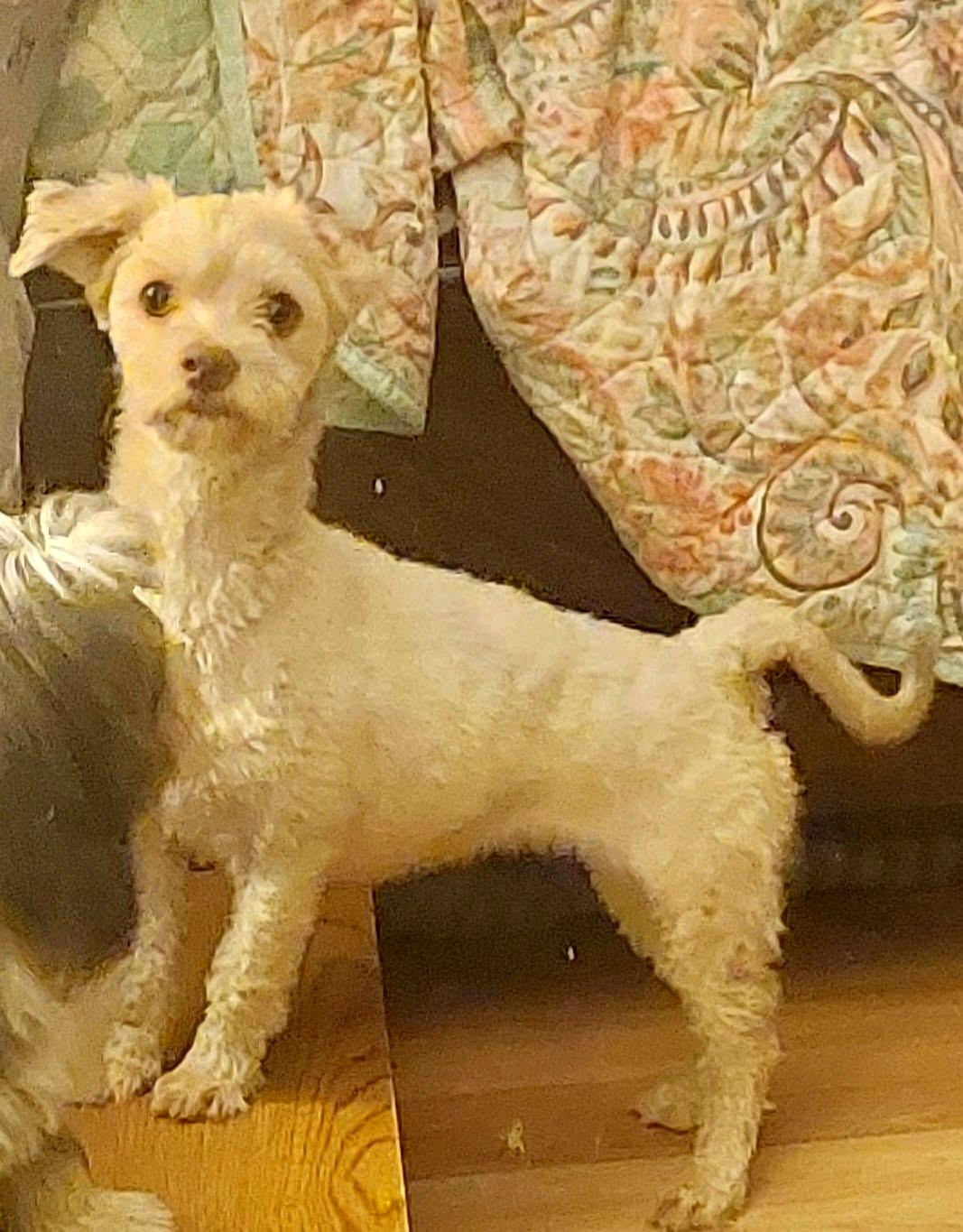 Enlarge Velcro, a Adoptable Havanese in Conesus, NY image 5/5