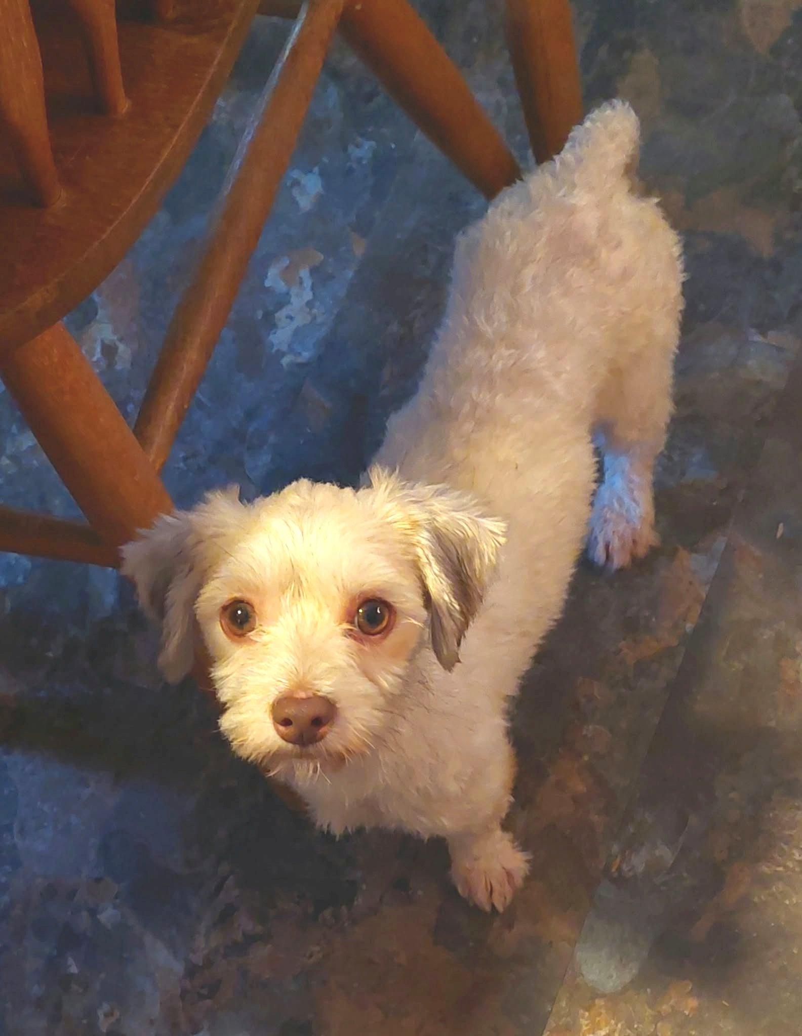 Enlarge Velcro, a Adoptable Havanese in Conesus, NY image 1/5