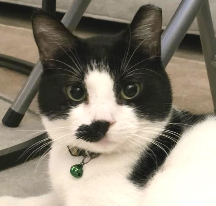 Inky, an adopted Domestic Short Hair in Dix Hills, NY image 1/6