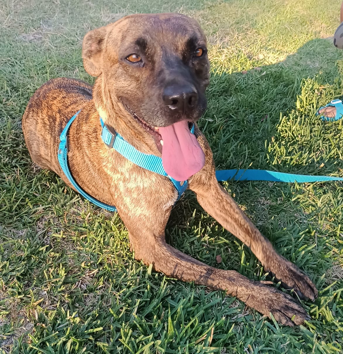 Enlarge Tom, a Adoptable mixed breed in San Diego, CA image 1/6