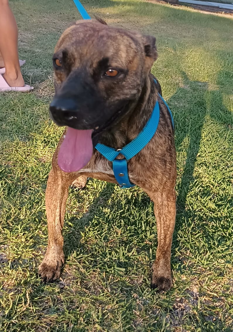 Enlarge Tom, a Adoptable mixed breed in San Diego, CA image 4/6