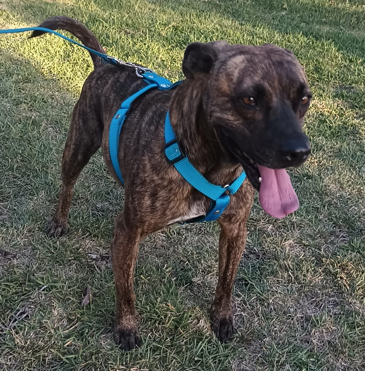 Enlarge Tom, a Adoptable mixed breed in San Diego, CA image 3/6
